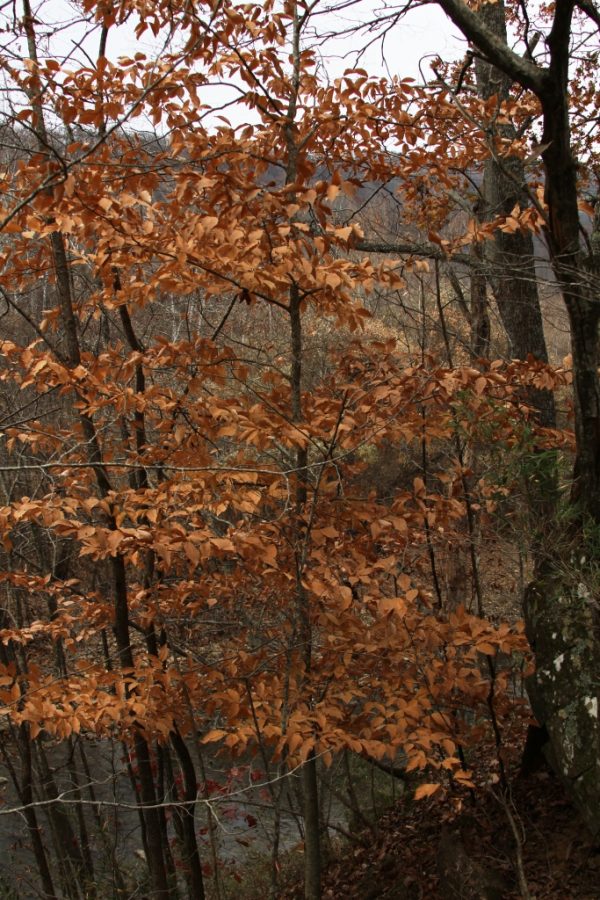 beech tree at wild ozark