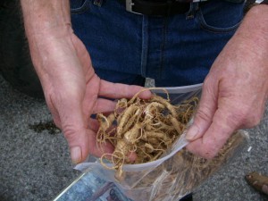 bag of dried wild american ginseng roots