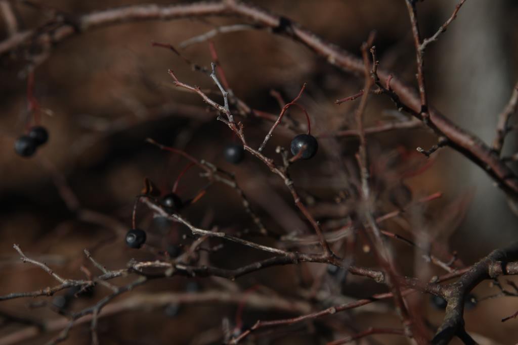 farkleberry