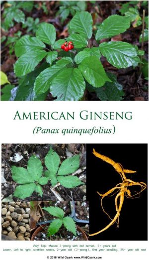 Poster available from RedBubble.com (https://www.redbubble.com/people/wildozark/works/22874980-american-ginseng?p=poster&finish=semi_gloss&size=large)