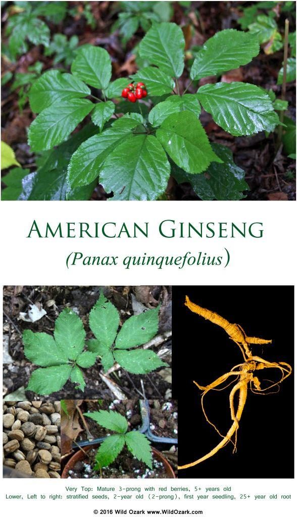 Photo to accompany my article "Questions About Ginseng". Poster available from the Wild Ozark shop at RedBubble.