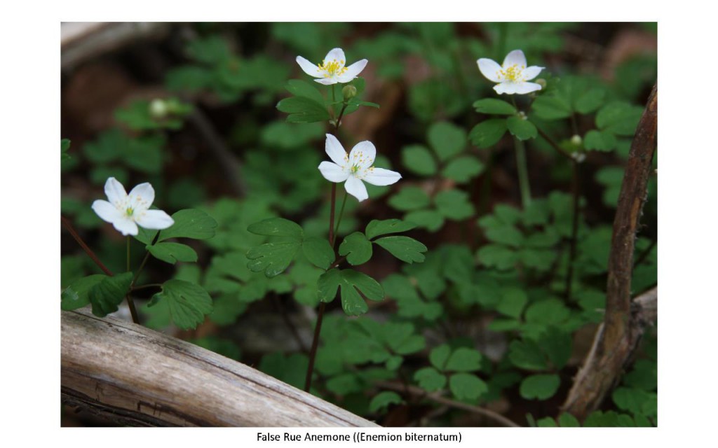 false rue anemone