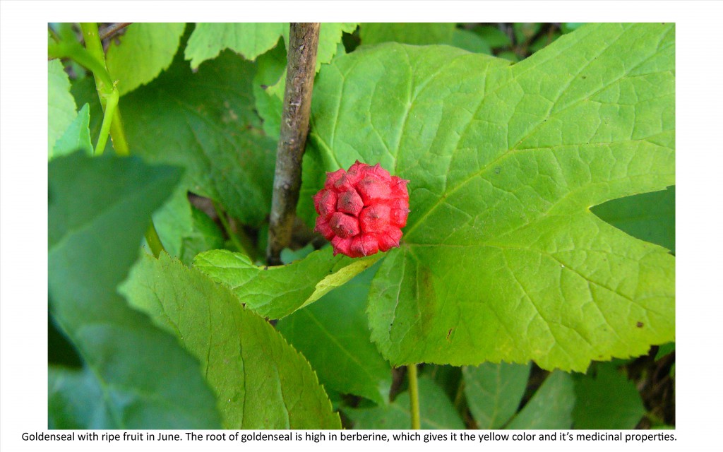 goldenseal with fruit