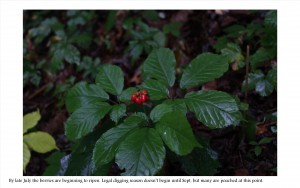 ginseng with ripe berries