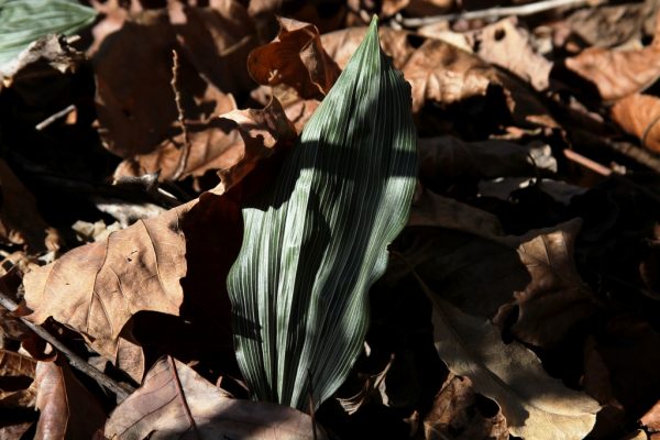 adam and eve leaf