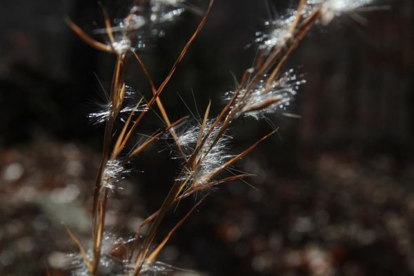 broomsedge bluestem