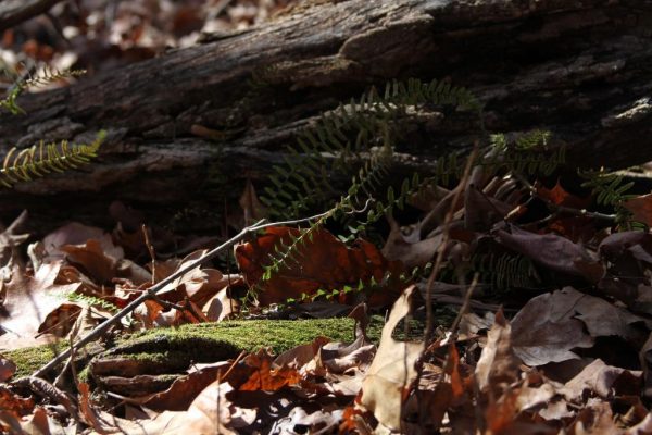 ferns