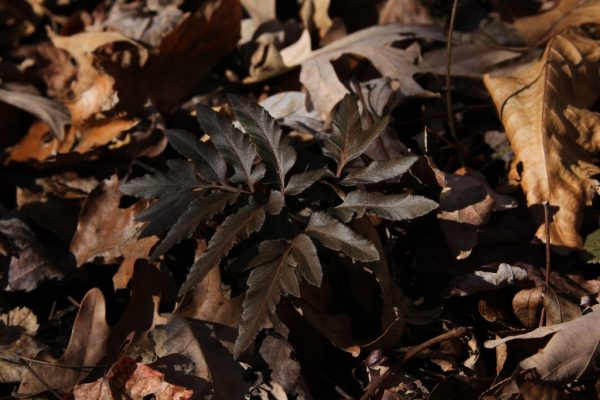 frost bronzed rattlesnake fern