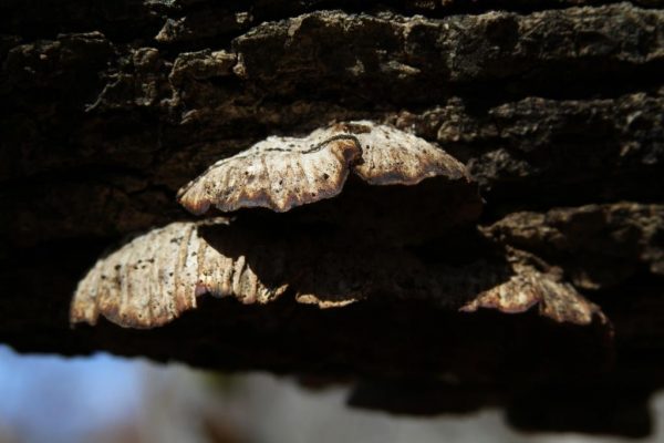 shelf fungi of some sort