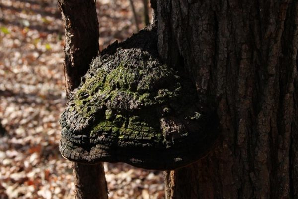 tree fungi maybe ganoderma