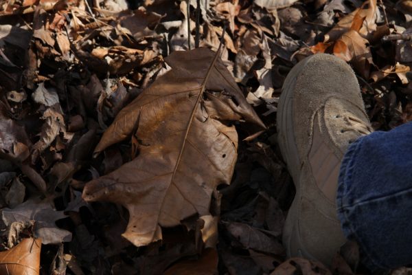 giant oak leaf