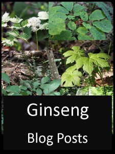 link to ginseng category 
