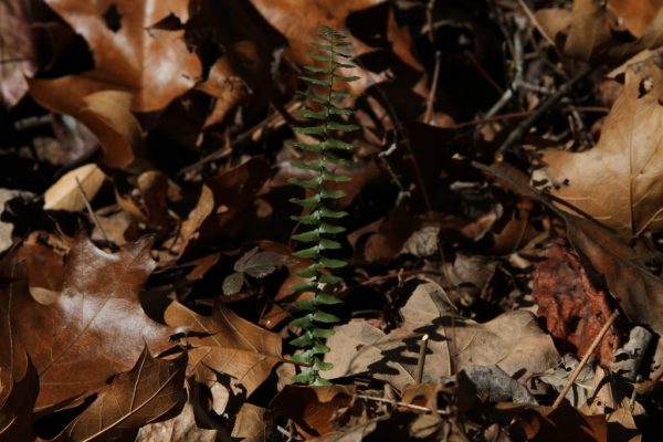 green fern frond