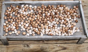 hickory nuts