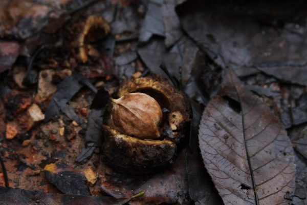 hickory nut
