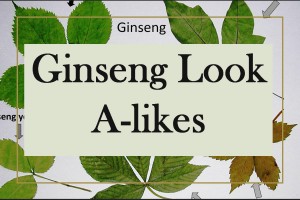 ginseng look alikes