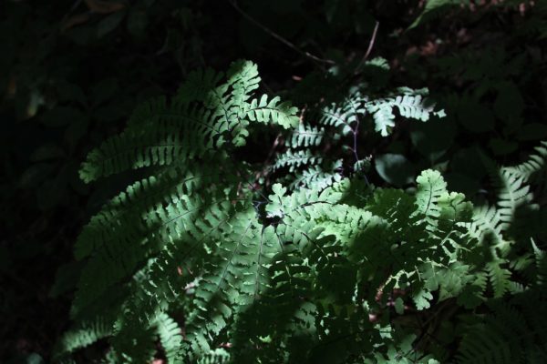 photo of maidenhair fern