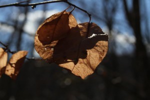 paper thin plum leaves