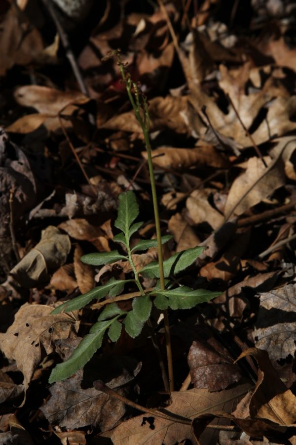 rattlesnake fern