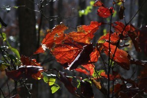 red oak leaves