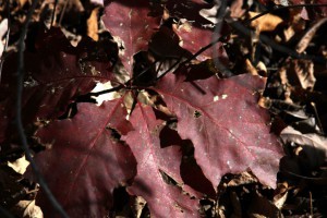 red oak sapling