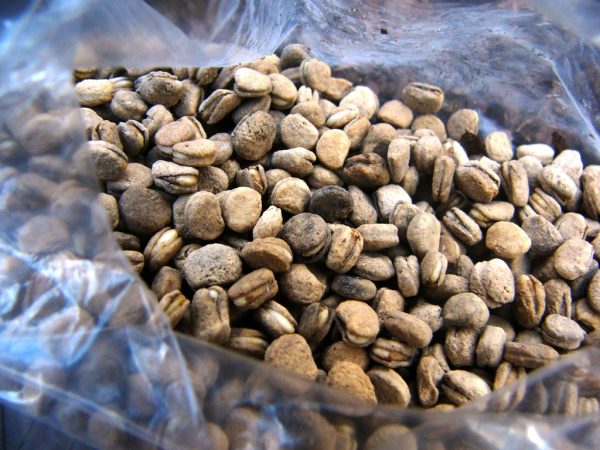 stratified ginseng seeds