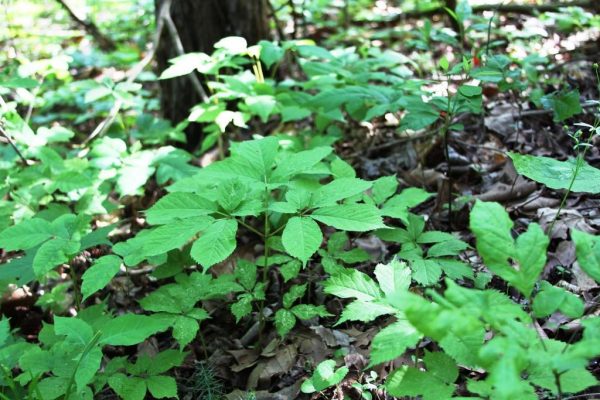 What does ginseng look like?