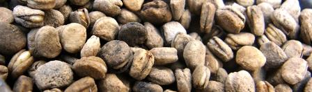 Image for When and Where to Plant Ginseng: smiling ginseng seeds