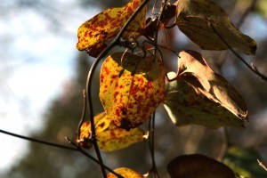 speckled smilax