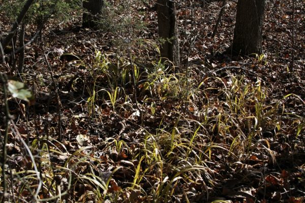 spring grass