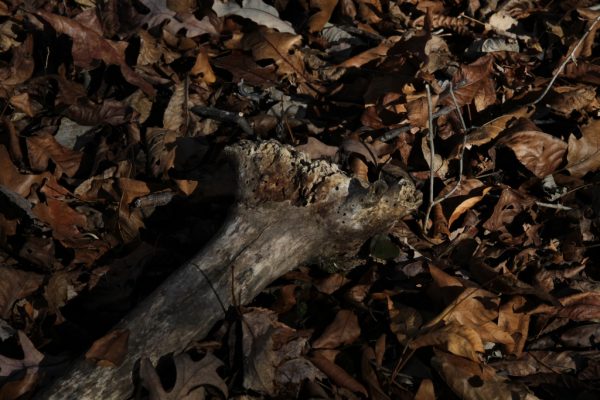tree bones