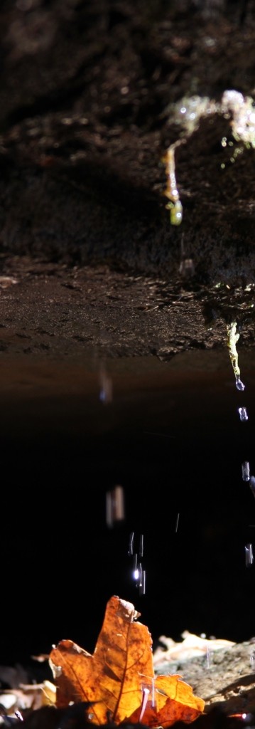 dripping spring on leaf