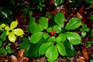 Ginseng with red berries. Still can’t find ginseng? This post is for you.