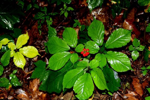 ginseng with red berries