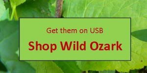 button to order Into Ginseng Wood on USB from Wild Ozark