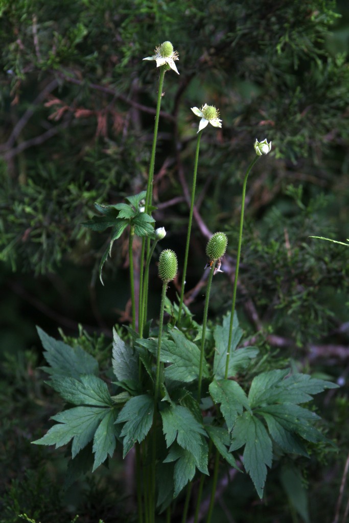 Tall Thimbleweed plant, Anemone virginiana