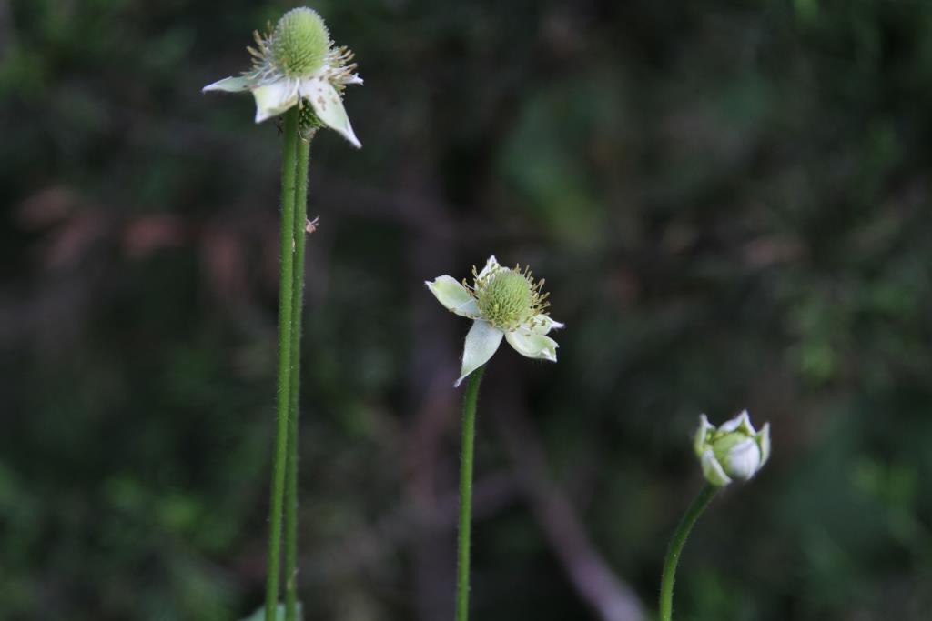 Flowers of Thimbleweed, native to the Ozarks