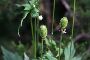 Thimbleweed flower cones