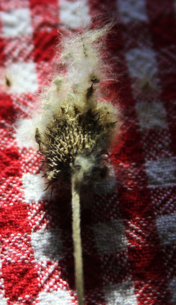 Thimbleweed gone to Seed