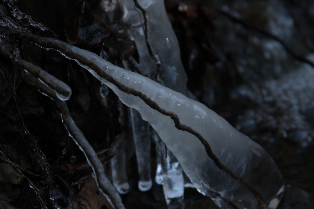 Ice surrounding branch