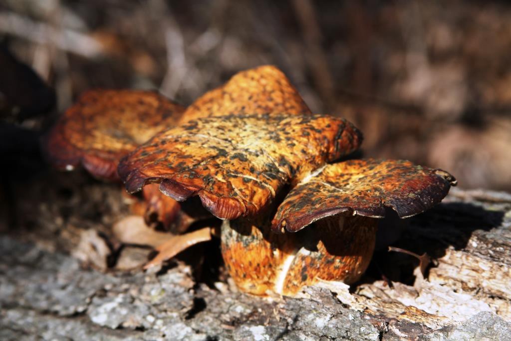 Fungi image on my page about nature blogs I've liked.