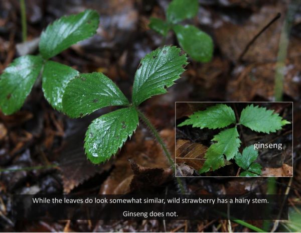 photo of wild strawberry and first year ginseng
