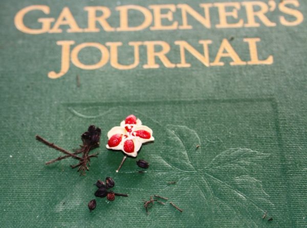 Seeds from Devil's Walking Stick and Strawberry Wahoo seeds from strawberry wahoo and devil's walking stick