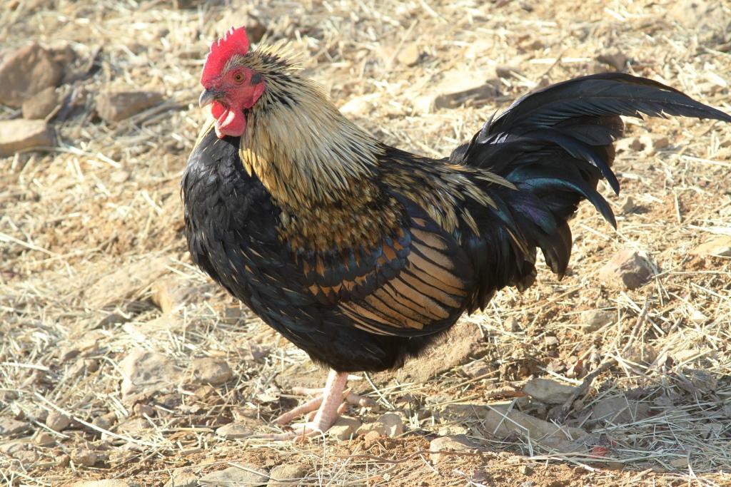 black and yellow rooster