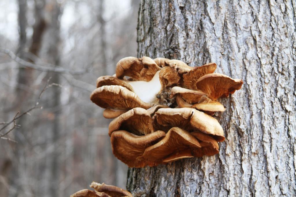 oyster mushrooms 