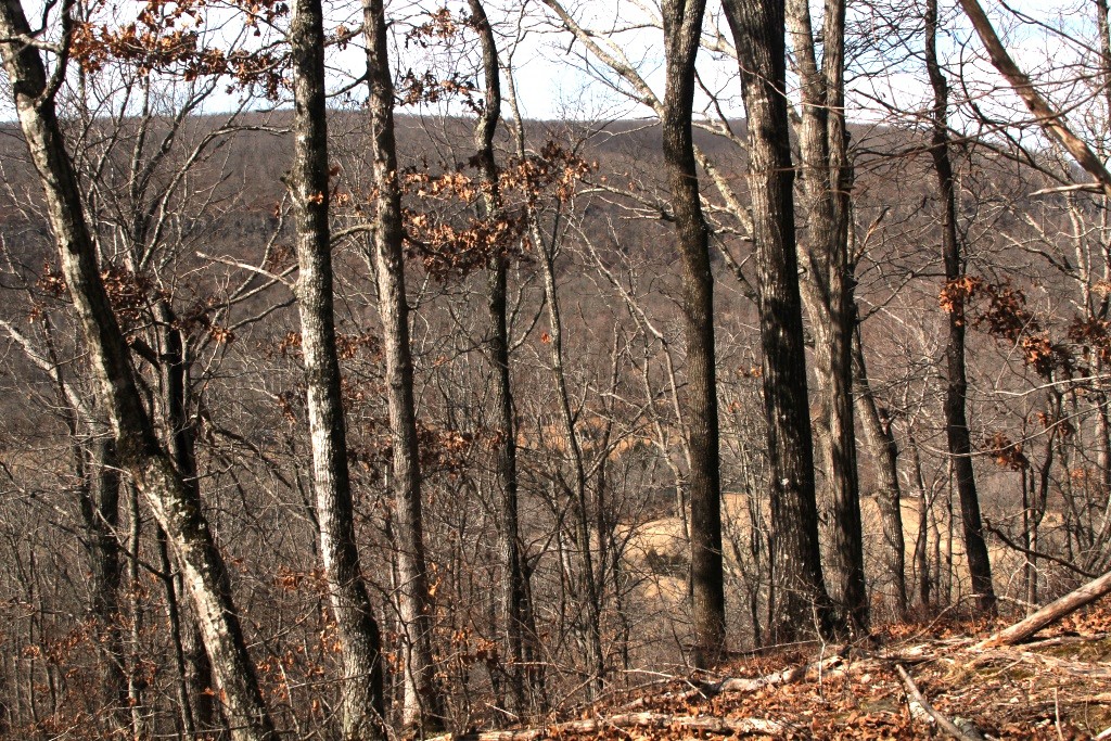 valley through the trees