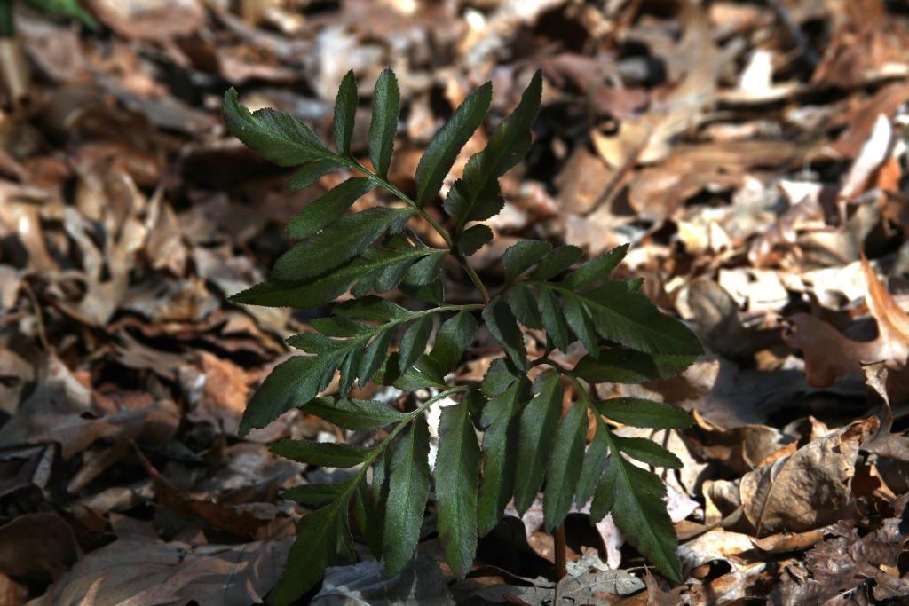 grape fern 