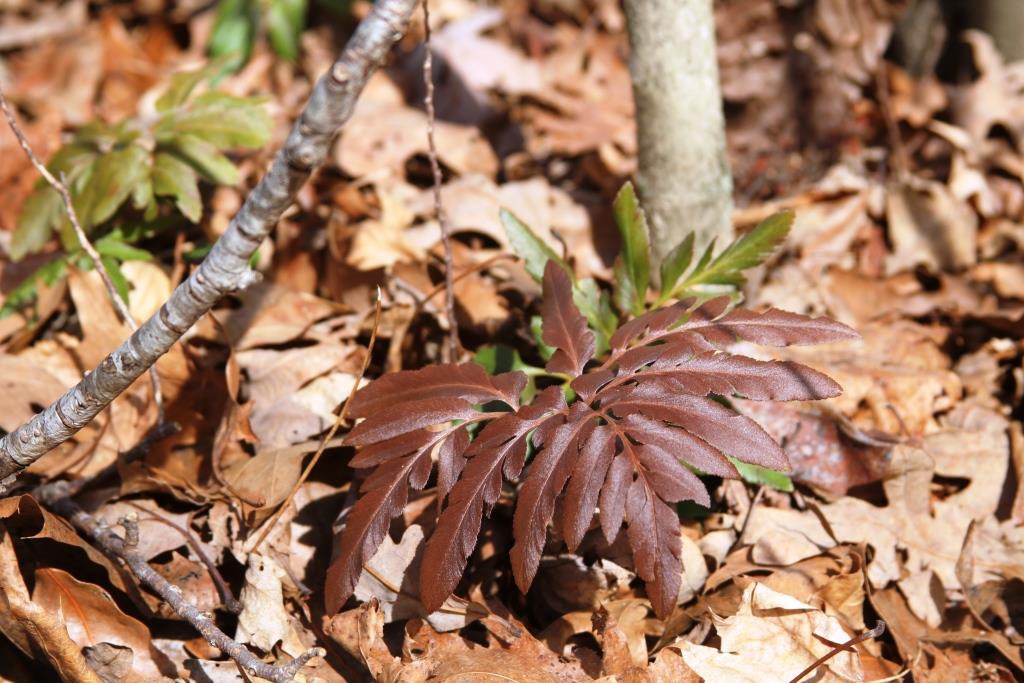 bronze grape fern