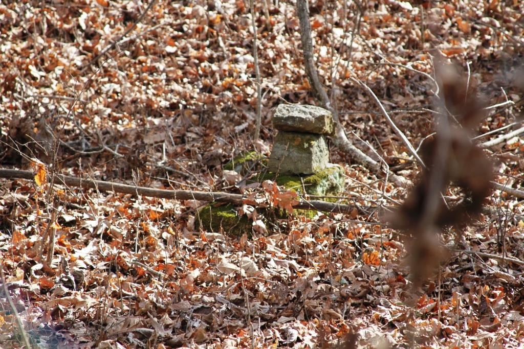 ginseng and goldenseal planting location