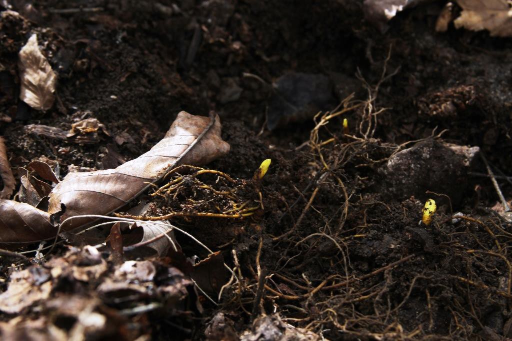 unearthed goldenseal buds